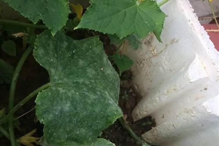 种植南瓜要想高产怎么办