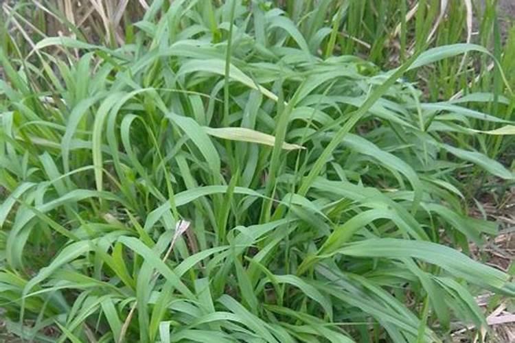在菜田里需经常施入氮肥,但在原野的草地却不需要,原因是( )A.蔬菜...