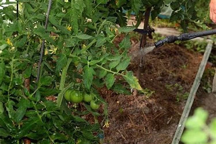 西红柿施肥过量叶子蔫了怎么补救