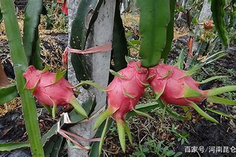 火龙果种植前要施什么肥