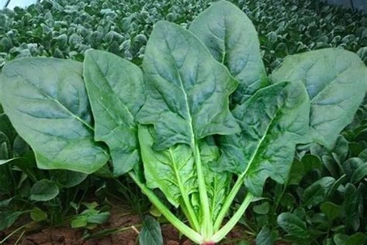 夏菠菜怎样施叶面肥