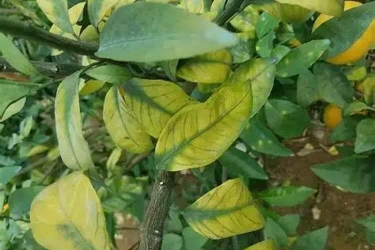 梅花施肥方法,用什么肥好