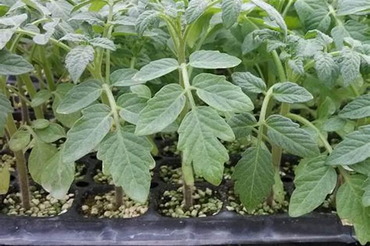 黄瓜的施肥问题