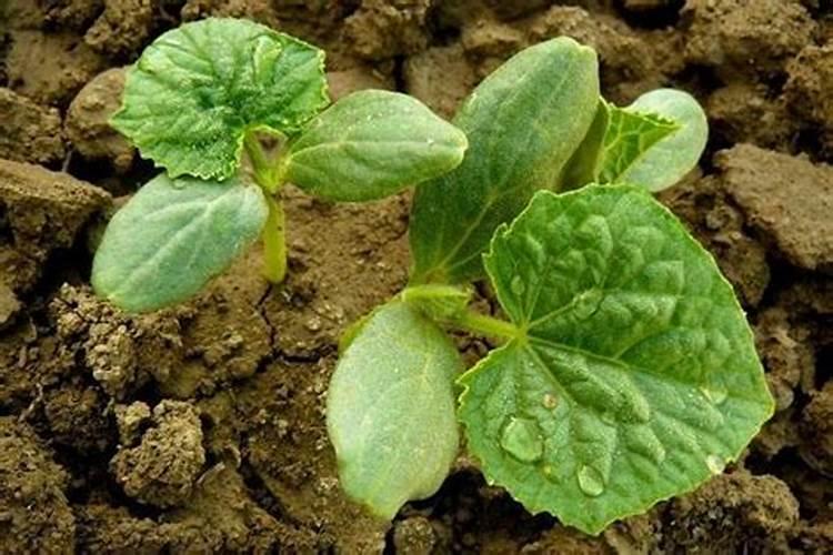 植物大战僵尸 花园里培养植物有什么用？