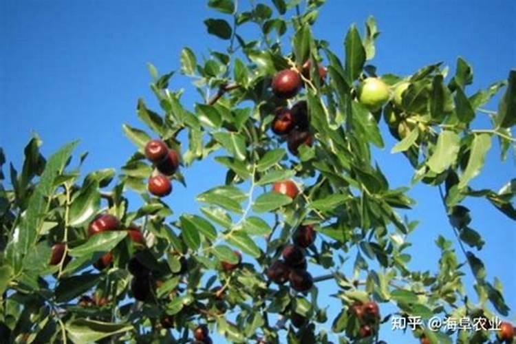 种植红枣的水肥管理技术有哪些 养殖方法总结