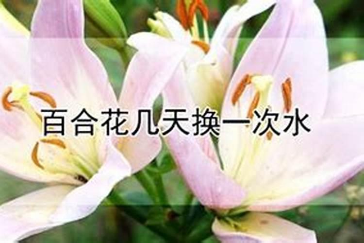 百合花怎么施肥