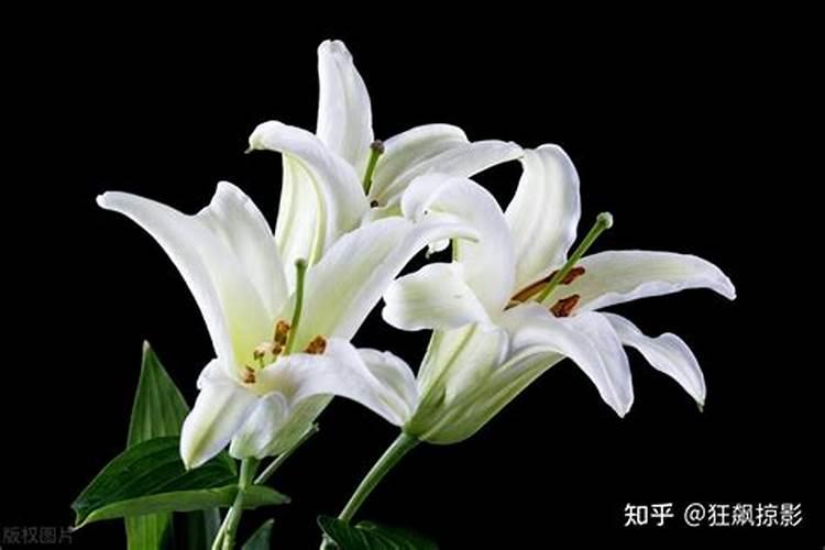 如何给百合花施肥