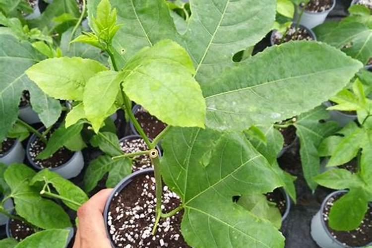 百香果施什么肥好