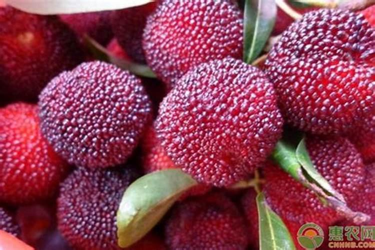东魁杨梅用什么叶面肥