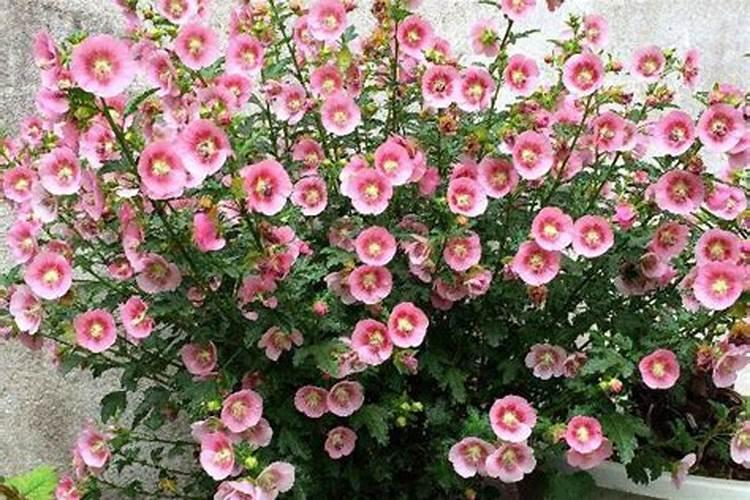 小木槿夏天怎么养才长得好 夏天小木槿怎么养