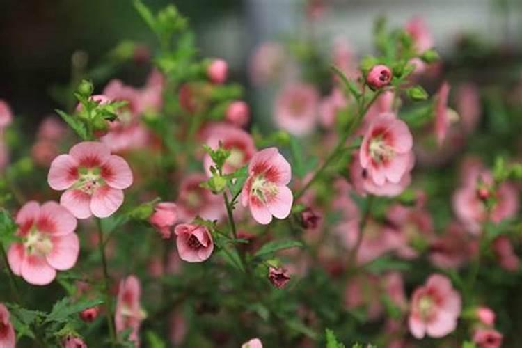 小木槿夏天怎么养