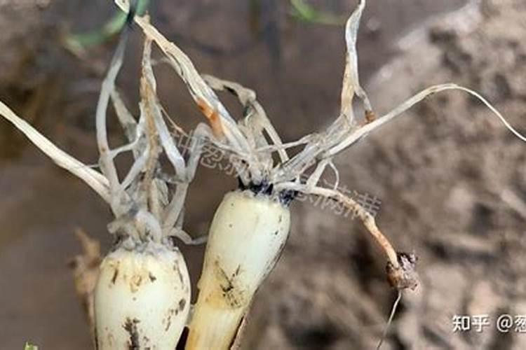 大葱种植时,为什么会出现烂根现象？要怎么防治？