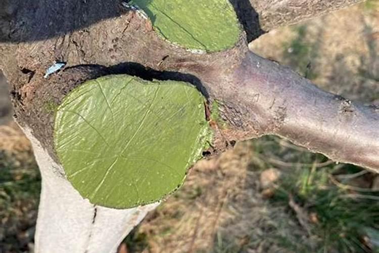 种植桃树的时候,哪些情况下需要喷洒叶面肥？