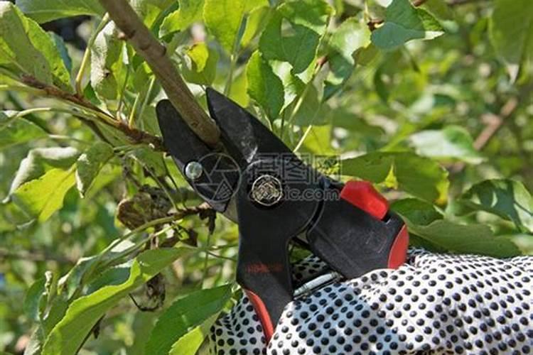 果树为什么要喷施叶面肥？叶面肥优势在哪里？
