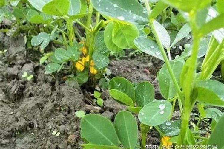 春花生田是否可以将钾肥化成水叶面喷施,亩用量多少？