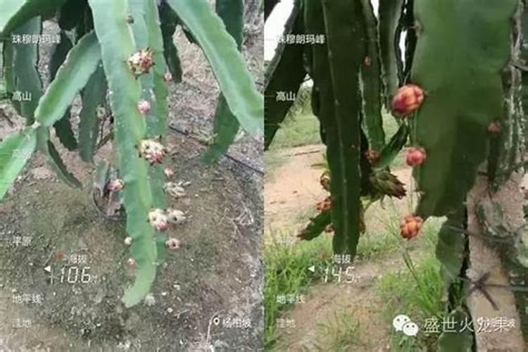 什么肥料促进花芽分化、花芽分化的影响因素
