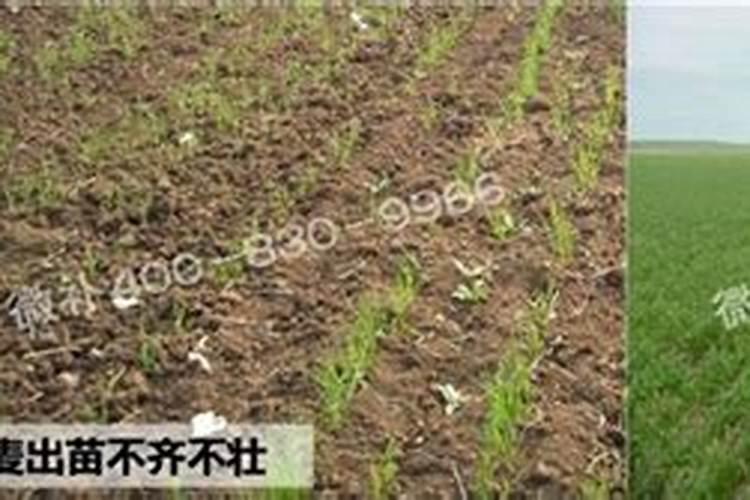 想要小麦高产有哪些种植小技巧？需要给小麦施硼肥吗？