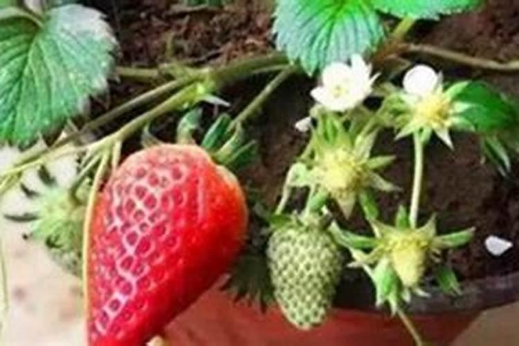 草莓卷叶病的发生原因及解决方法 草莓叶子卷曲怎么补救
