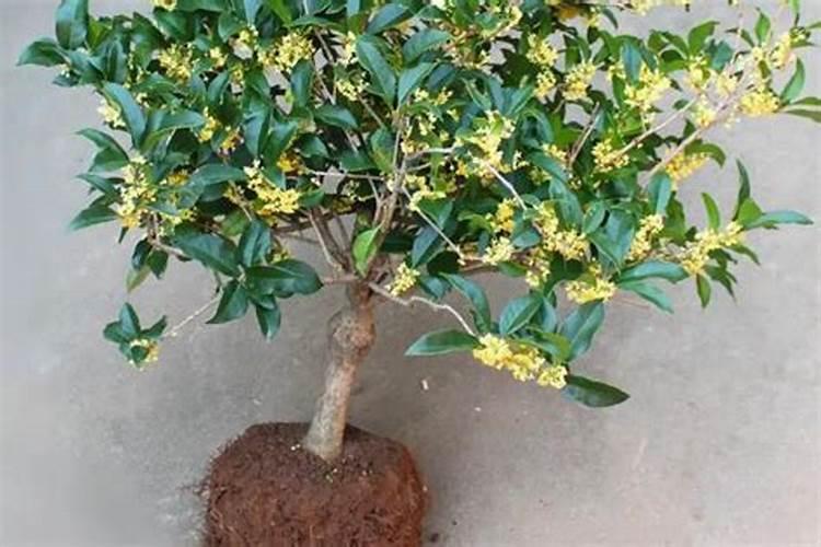 移栽桂花树多久能施肥 移栽桂花后多久可以施肥