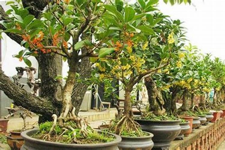 移栽桂花树施肥技巧 不同时期桂花应该如何施肥