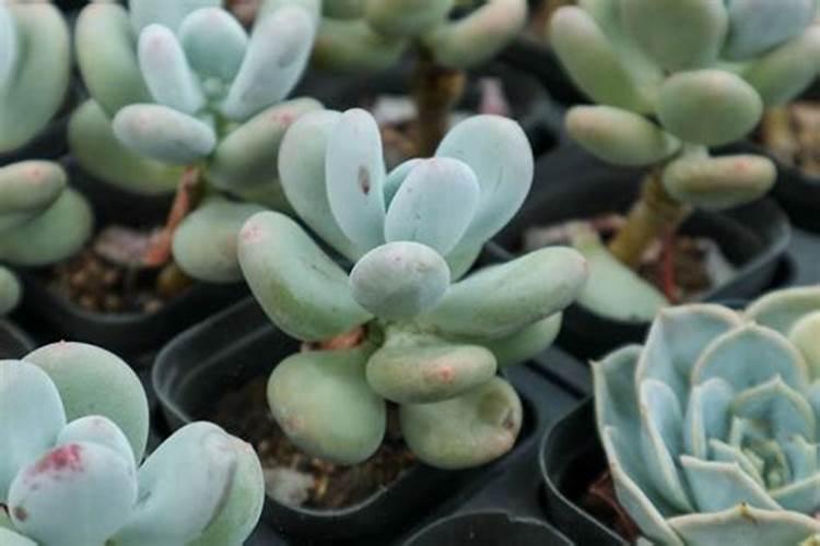 多肉植物用什么肥料好