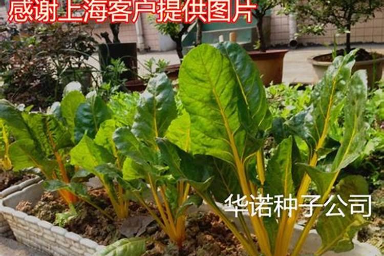 甜菜叶面施肥应把握哪些要点？
