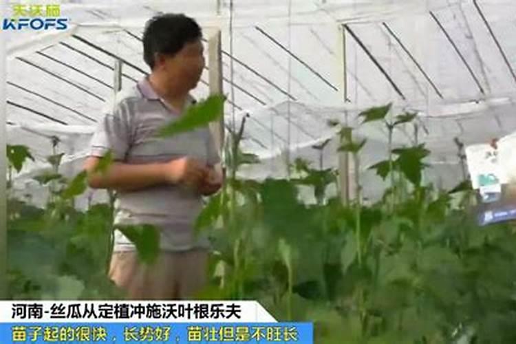 丝瓜追肥用什么肥料好