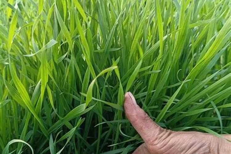 芸苔素对小麦起什么作用？怎样科学施用？