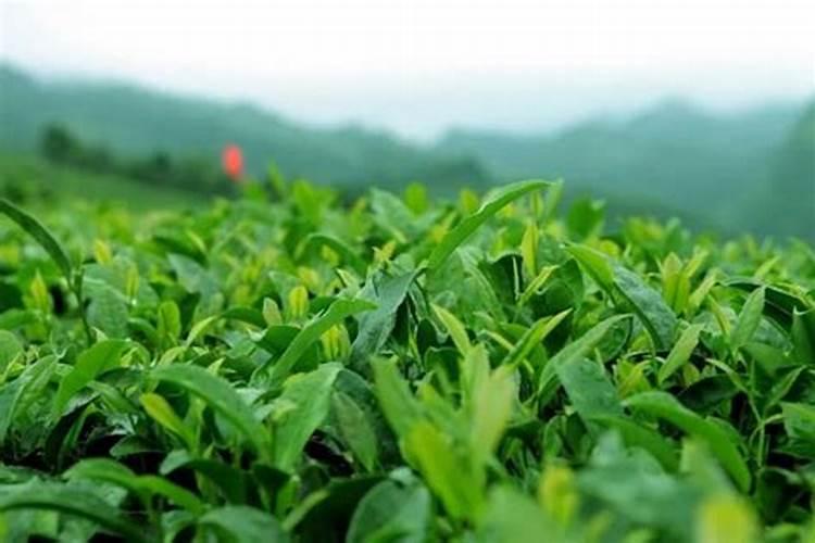 茶树用什么肥料长得快 茶树种植几年可以采摘