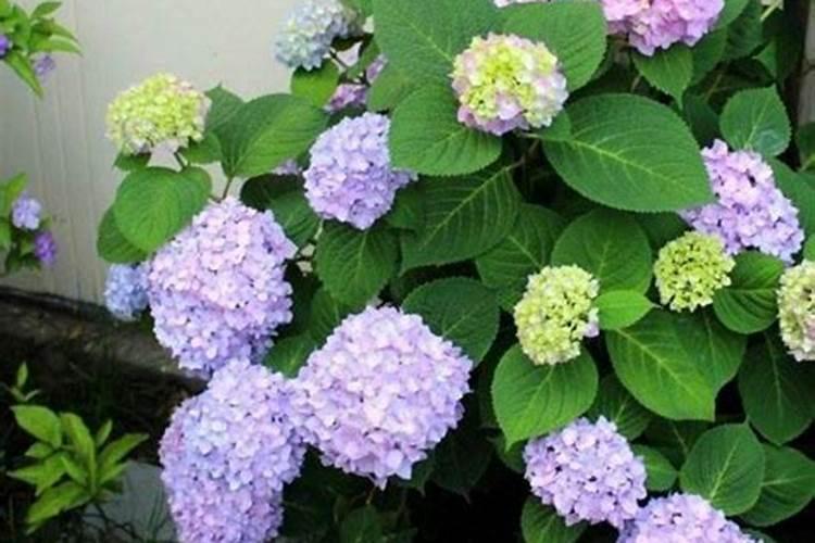 养花施什么肥爱开花、养元青有用吗