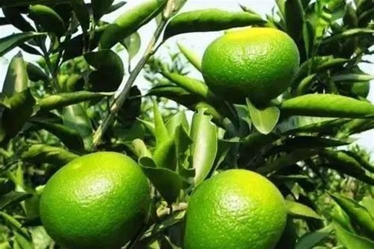 柑橘膨果用什么肥料