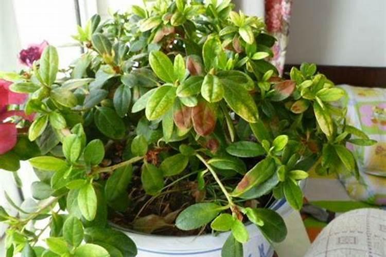 大量元素水溶肥怎样使用