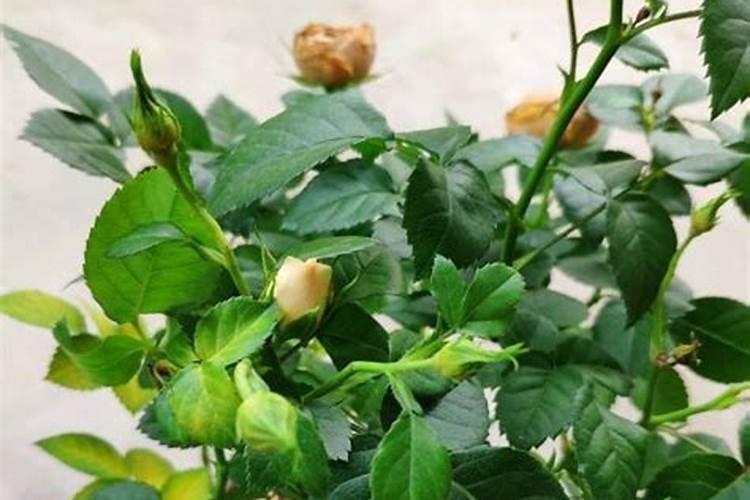 磷酸二氢钾浇月季花使用方法