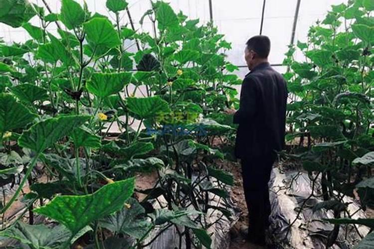 玉米轻微发霉处理方法