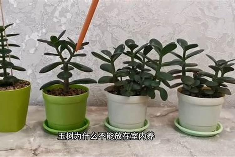 怎么使玉树叶子亮又绿