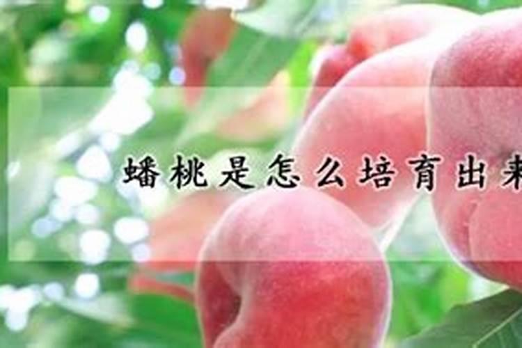 吐鲁番适合种植蟠桃树吗？