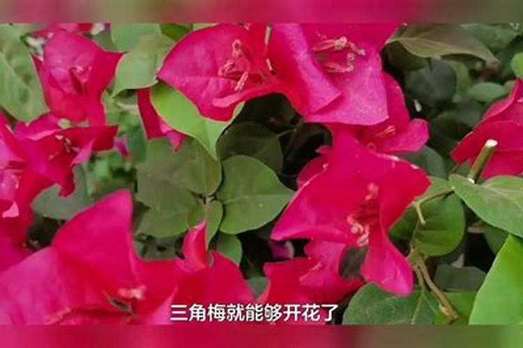 三角梅用什么肥料催花