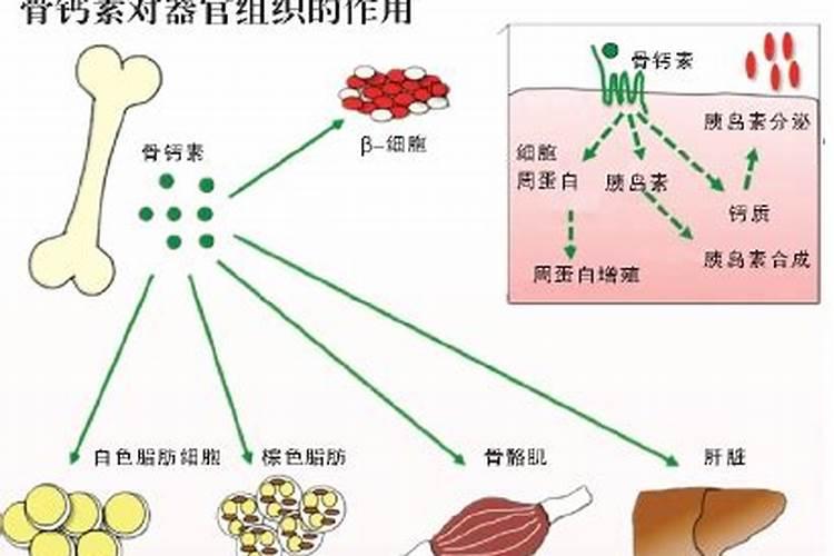 粮食中的磷是什么意思