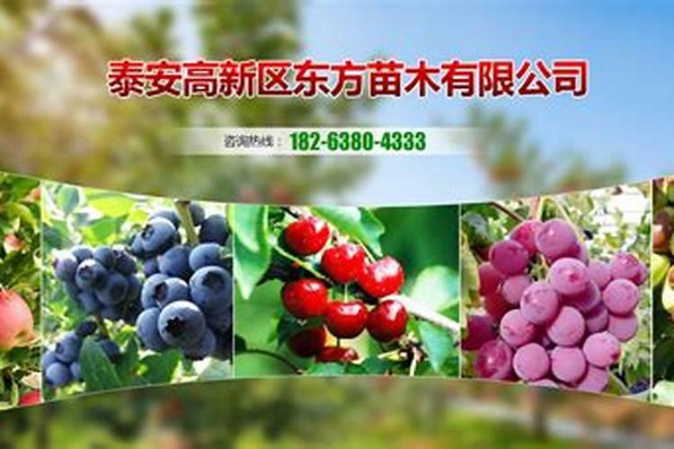 果树专用肥适合哪些果树品种