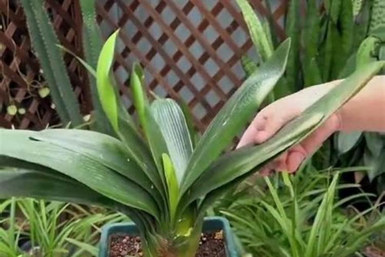 乙蒜素、芸苔素内酯、吗呱乙酸铜这三种药能一起用吗