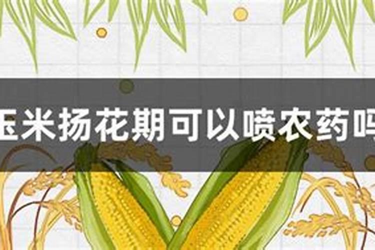 持续阴雨天对玉米扬花授粉有影响吗？