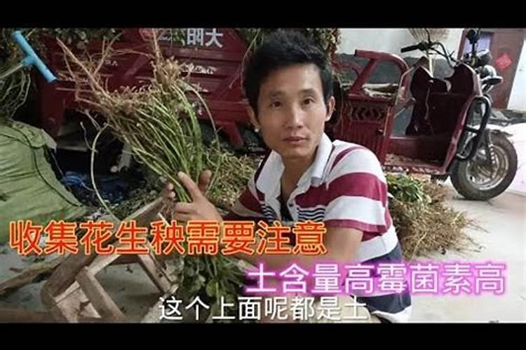 怎样给花生喷施叶面肥？ 嘧霉胺针对黄瓜、番茄灰霉病的使用方法及注意事...
