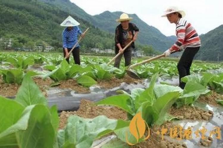 施什么肥可以促进植物生长、给植物施肥的注意事项
