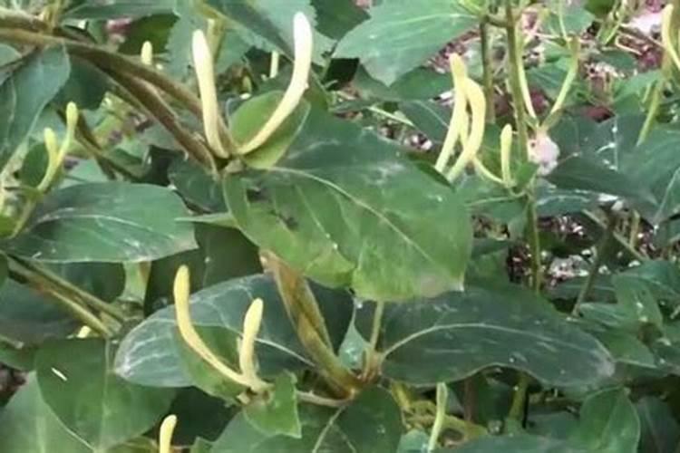 野生兰花在农村山上比较严重,那么这种野生兰花可以自己种植吗？