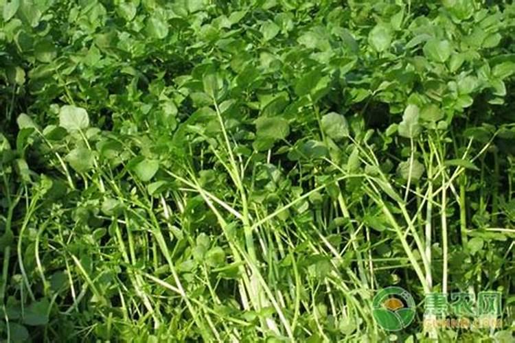 西洋菜种植时间和方法(西洋菜的种植方法和时间)