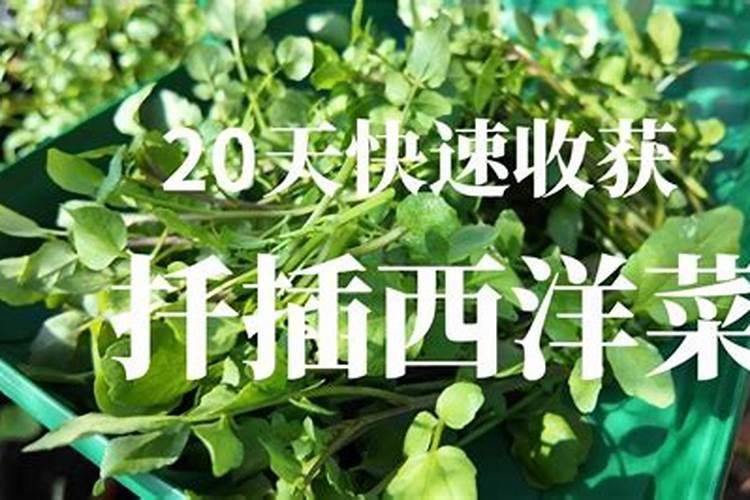 西洋菜种植时间和方法