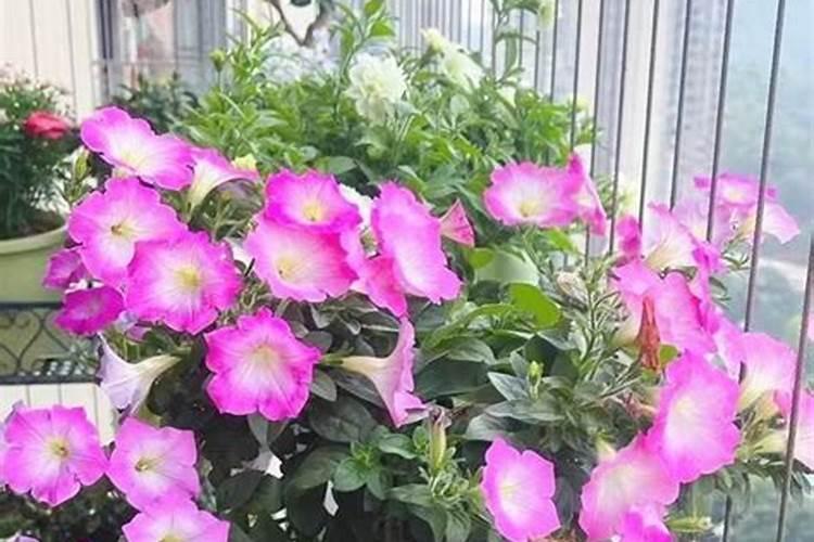 兰花新苗黑尖是什么原因