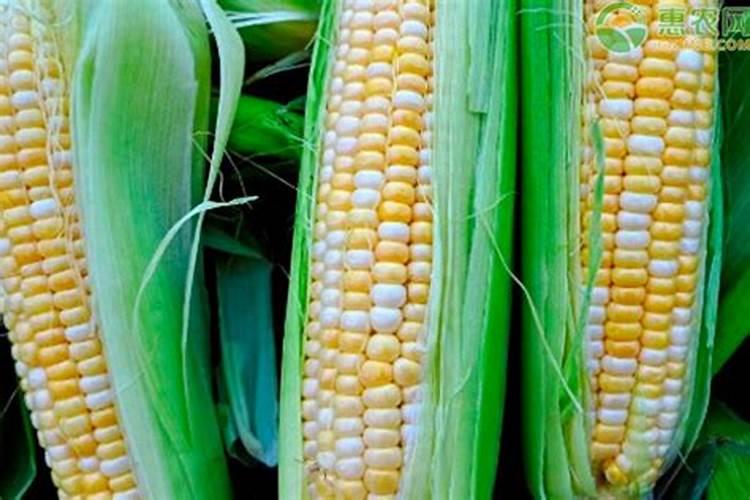 玉米种下多久可施肥