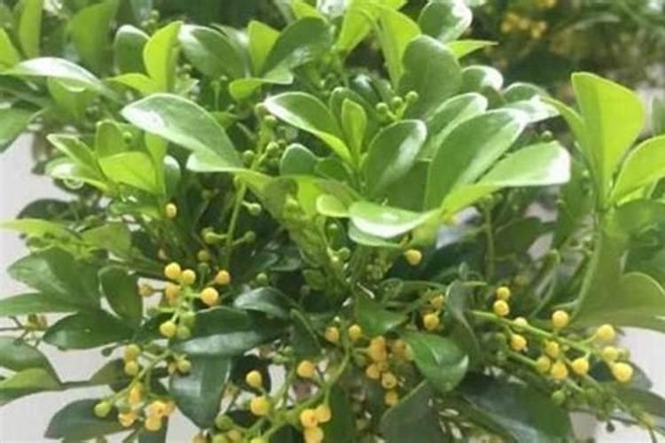 石河子开发区富康源生物科技有限公司怎么样？