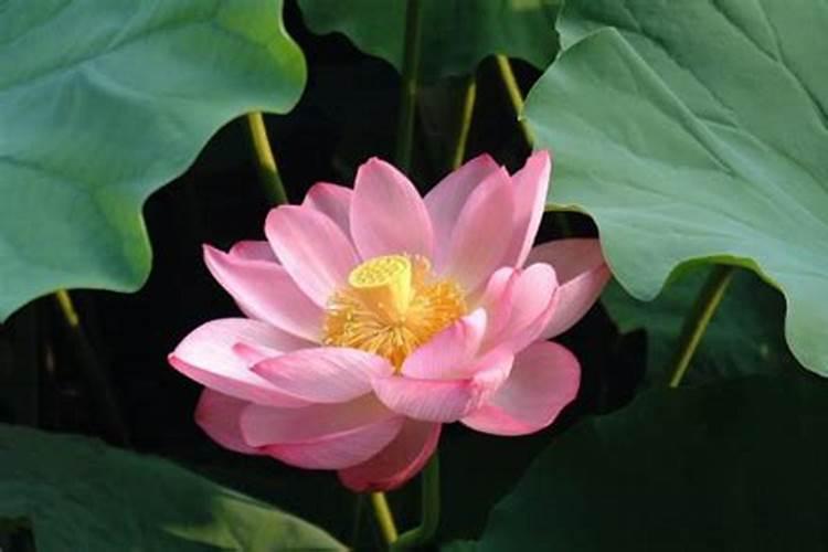 莲子专用硼肥怎么用